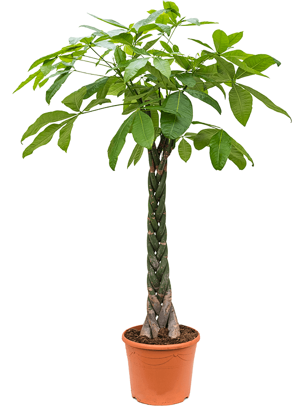 Insta-friendly Money Tree Pachira aquatica Tall Indoor House Plants Trees