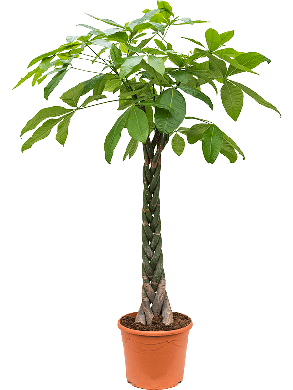 Insta-friendly Money Tree Pachira aquatica Tall Indoor House Plants Trees