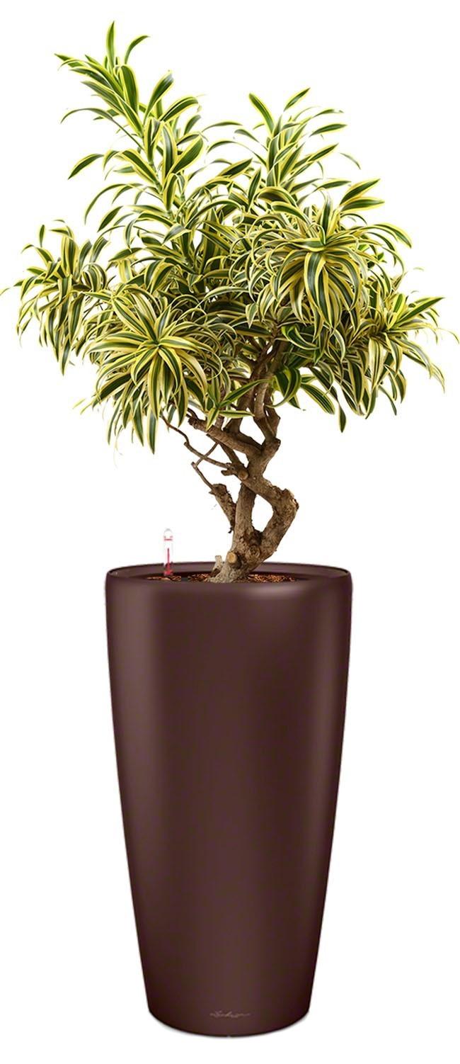 Dracaena Reflexa Song of India in LECHUZA RONDO Self-watering Planter, Total Height 160 cm