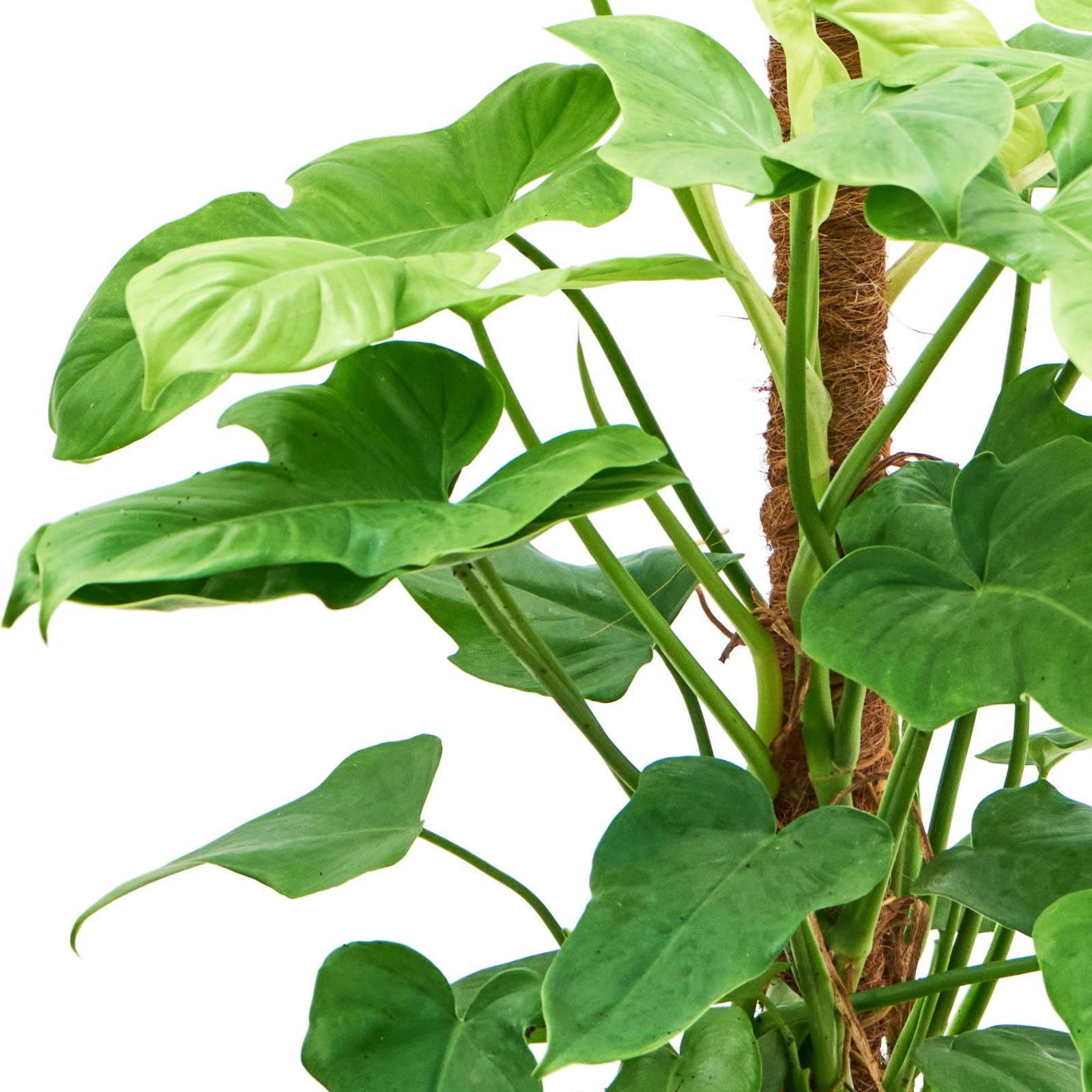Lush Heart-Leaf Philodendron 'Golden Violin' Indoor House Plants