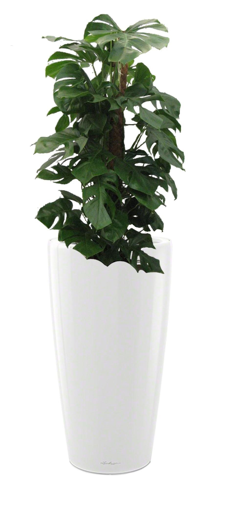 Monstera Deliciosa in LECHUZA RONDO Self-watering Planter, Total Height 150 cm