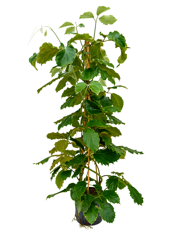 Lush Chestnut Vine Tetrastigma voinierianum Indoor House Plants