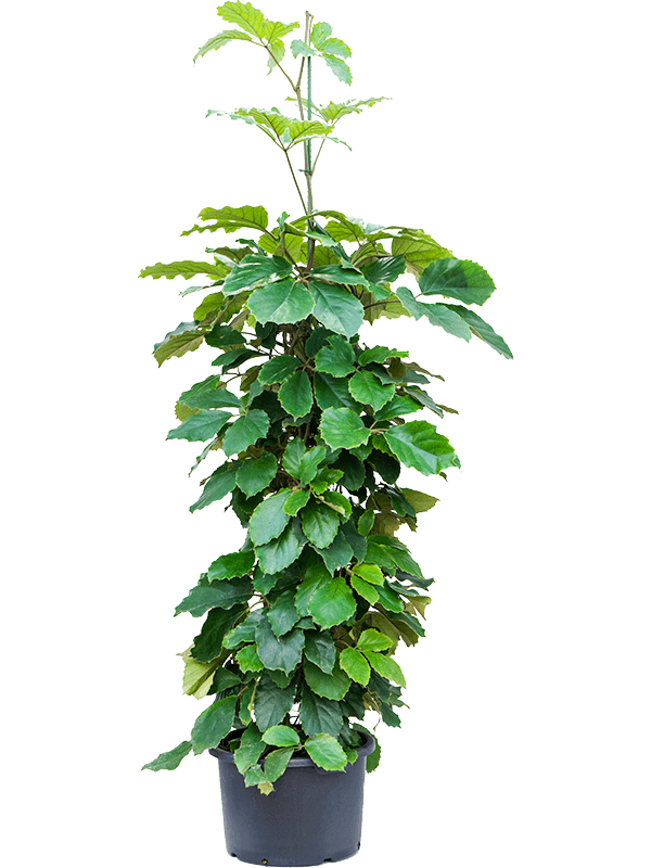 Lush Chestnut Vine Tetrastigma voinierianum Indoor House Plants