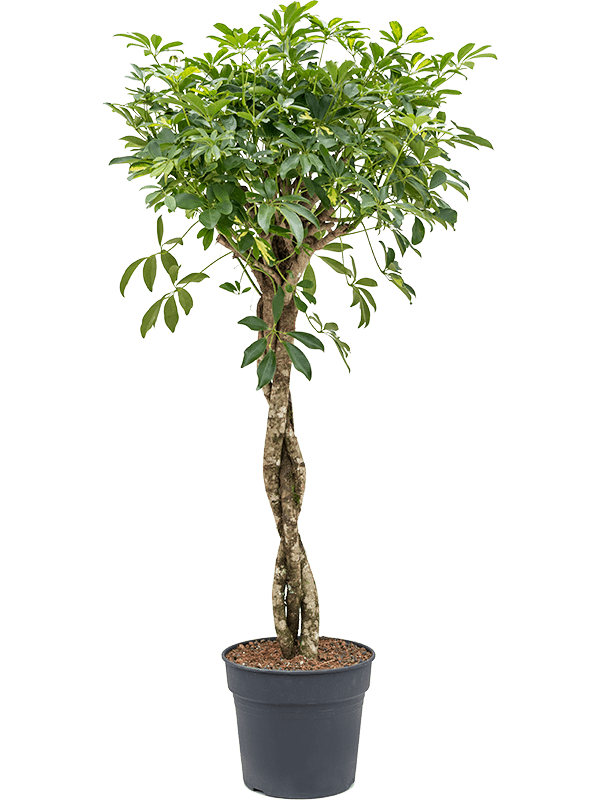 Delicate Umbrella Tree Schefflera arboricola 'Gold Capella' Indoor House Plants