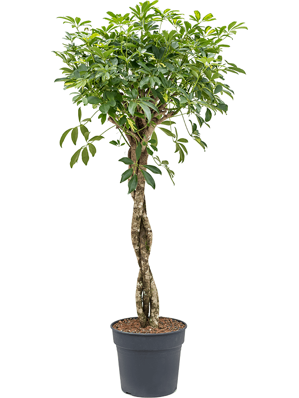 Delicate Umbrella Tree Schefflera arboricola 'Gold Capella' Indoor House Plants