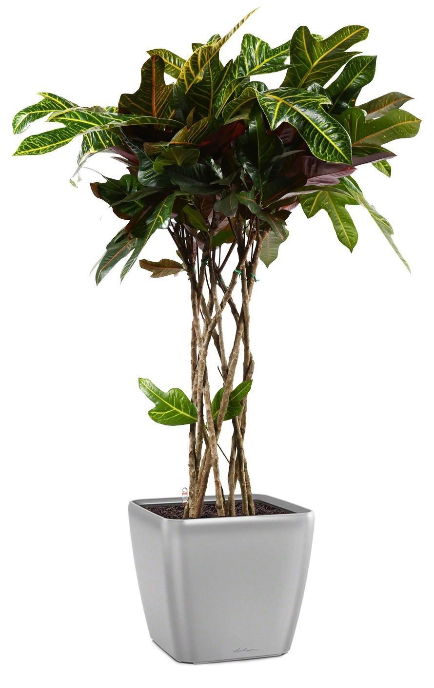 Codiaeum Cylinder in LECHUZA QUADRO LS Self-watering Planter, Total Height 120 cm