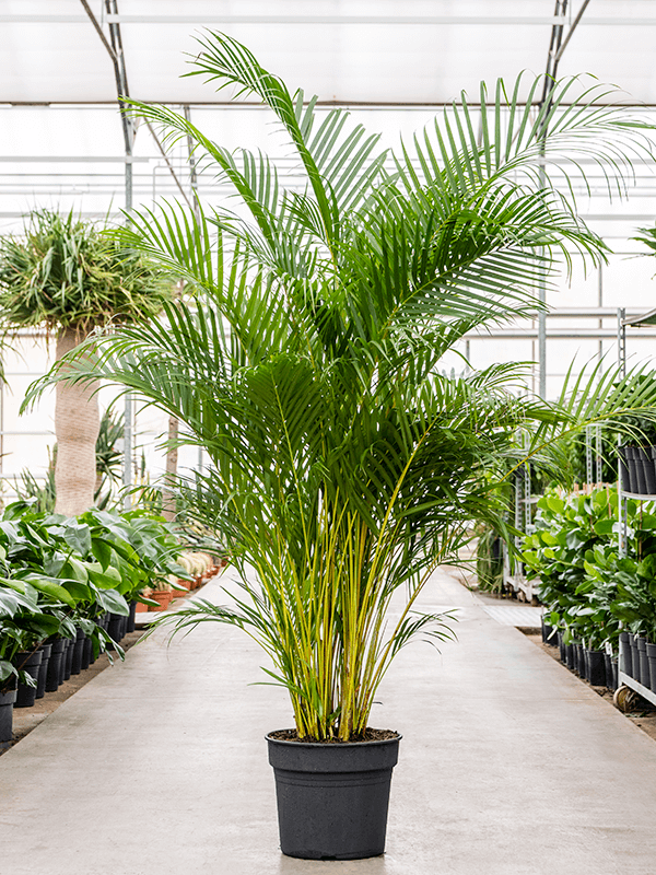 Lush Areca Palm Dypsis (Areca) lutescens Indoor House Plants