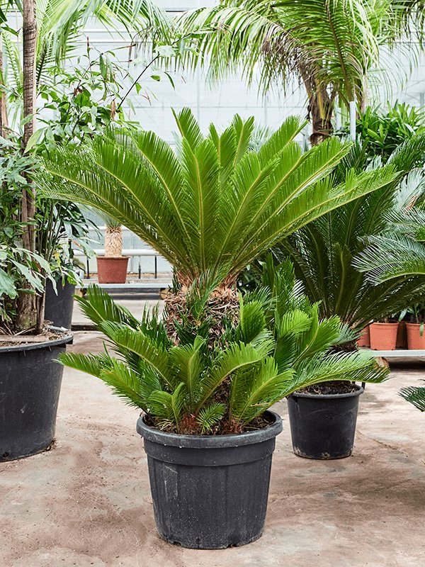 Sago Palm Cycas revoluta