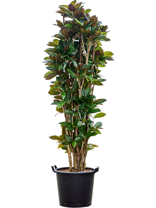 Colorful Croton (Codiaeum) variegatum 'Mrs. Iceton' Indoor House Plants