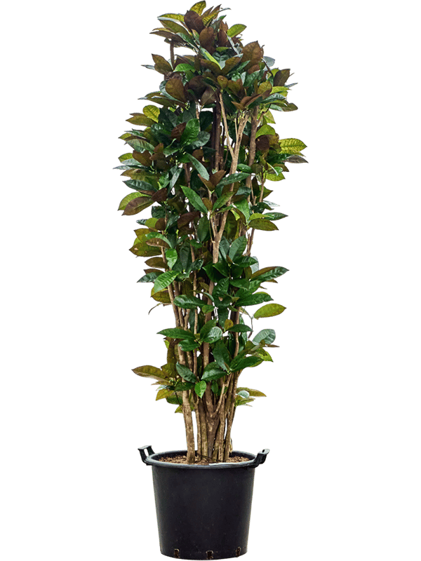 Colorful Croton (Codiaeum) variegatum 'Mrs. Iceton' Indoor House Plants