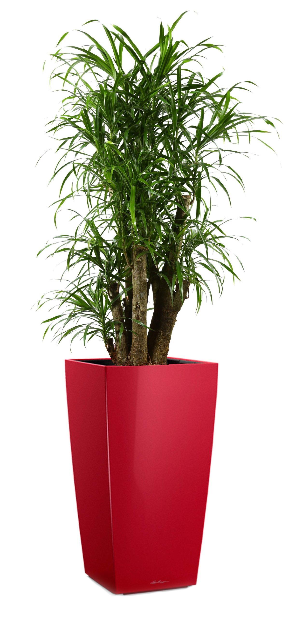Dracaena Reflexa Anita in LECHUZA CUBICO Self-watering Planter, Total Height 180 cm