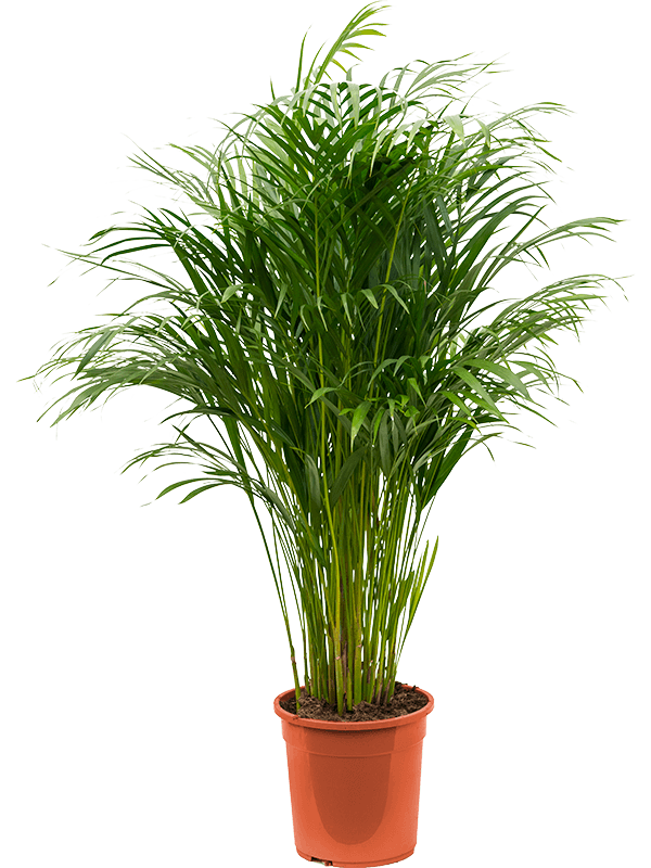 Lush Areca Palm Dypsis (Areca) lutescens Indoor House Plants
