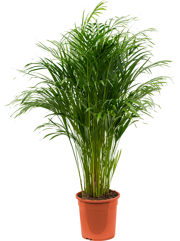 Lush Areca Palm Dypsis (Areca) lutescens Indoor House Plants