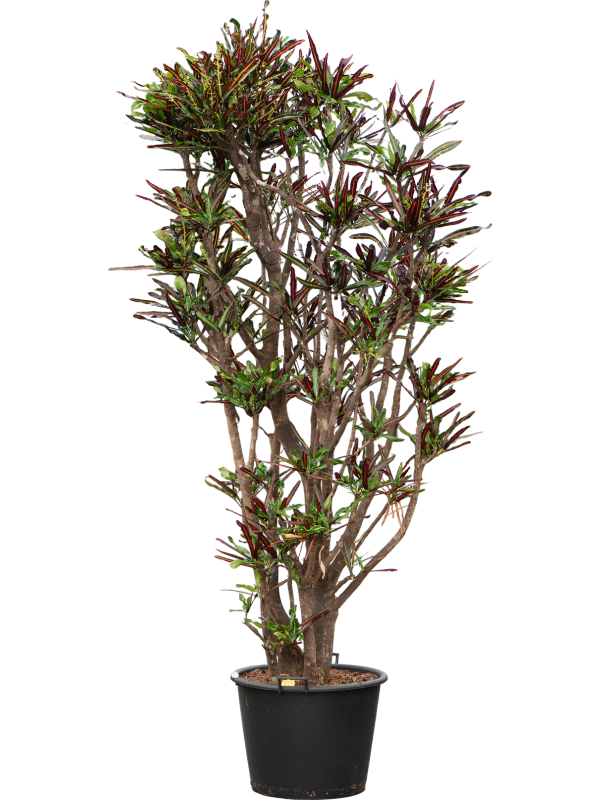 Striking Croton (Codiaeum) variegatum 'Mammi' Indoor House Plants