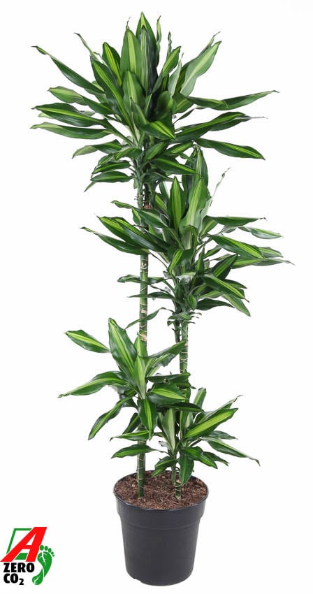 Colorful Corn Plant Dracaena fragrans 'Cintho' Indoor House Plants
