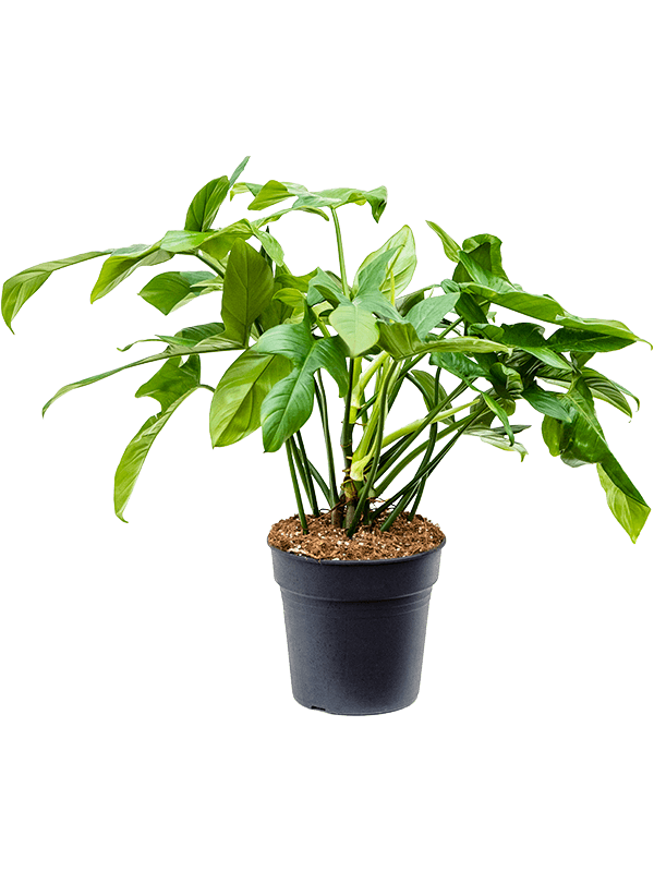 Easy-Care Heart-Leaf Philodendron bipennifolium 'Silver Violin' Indoor House Plants