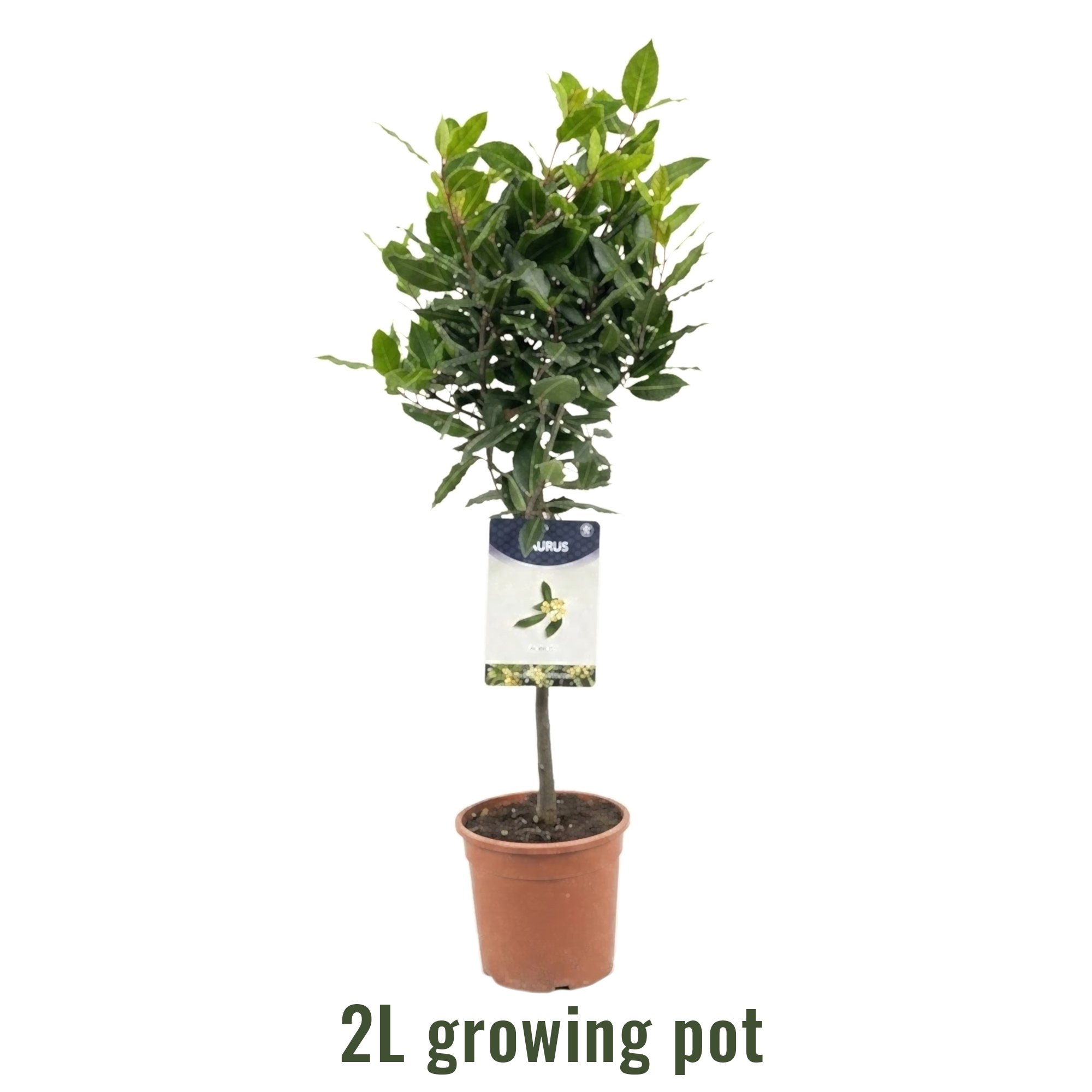 Bay Tree | Laurus nobilis