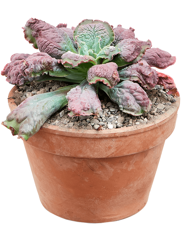 Easy-Care Chenille Plant Echeveria 'Pulvinata' Indoor House Plants