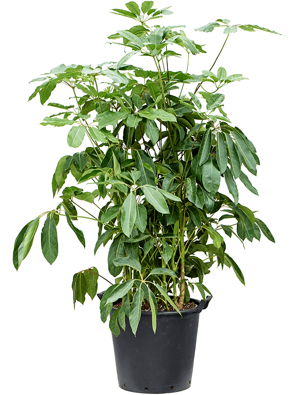 Cheerful Umbrella Tree Schefflera actinophylla 'Amate' Indoor House Plants