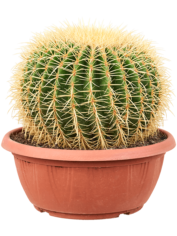Photogenic Barrel Cactus Echinocactus grusonii Indoor House Plants