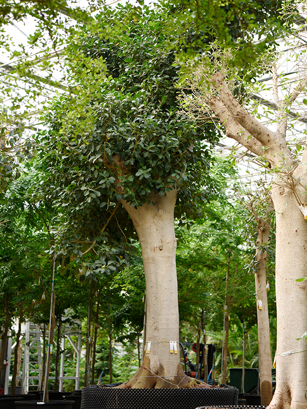 Lush Fig Tree Ficus rubiginosa 'Australis' Tall Indoor House Plants Trees