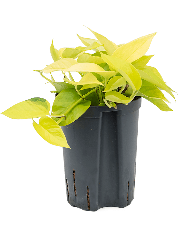 Shade-loving Satin Pothos Scindapsus (Epipremnum) 'Golden Pothos' Indoor House Plants