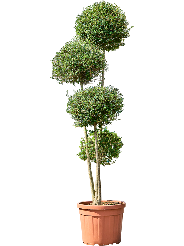 Ligustrum Jonandrum