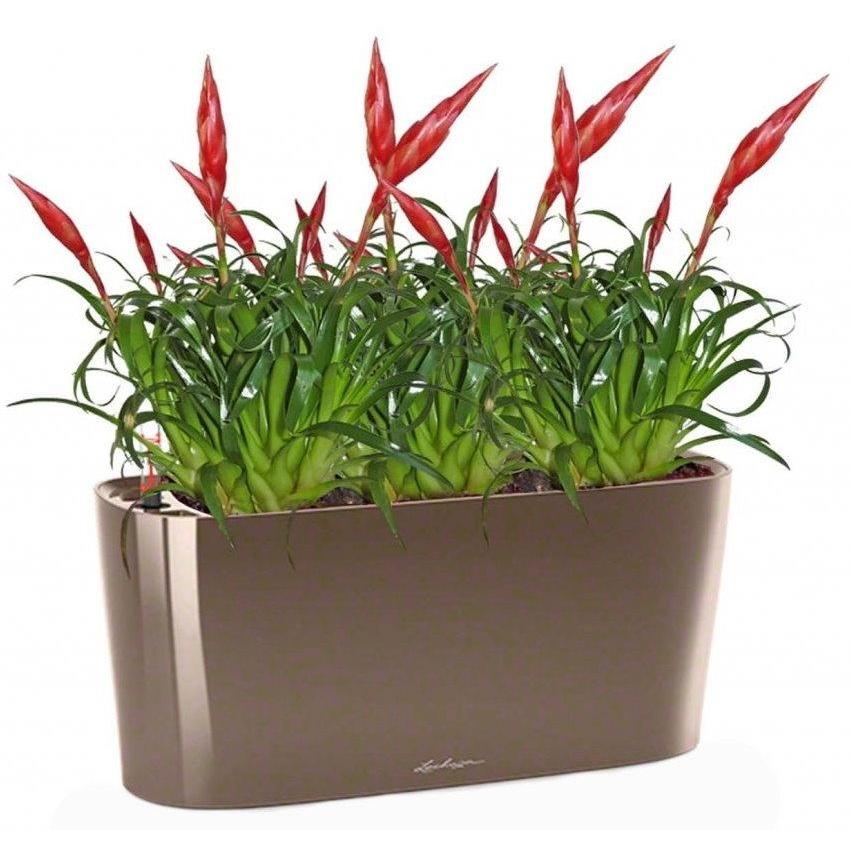 Blooming Vriesea Bird in LECHUZA DELTA Self-watering Planter, Total Height 50 cm