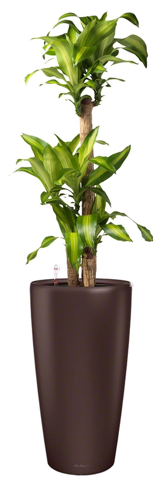 Dracaena Fragrans Massangeana in LECHUZA RONDO Self-watering Planter, Total Height 160 cm