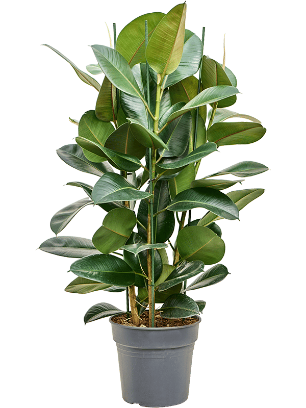Lush Rubber Plant Ficus elastica 'Robusta' Indoor House Plants