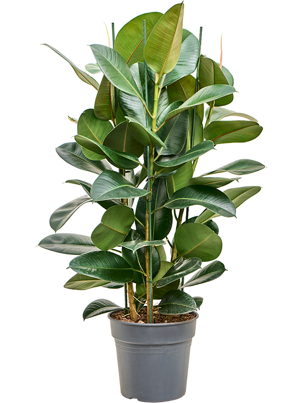 Lush Rubber Plant Ficus elastica 'Robusta' Indoor House Plants