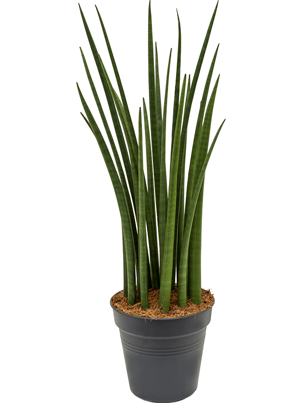 Trendy Snake Plant Sansevieria cylindrica 'Spikes' Indoor House Plants