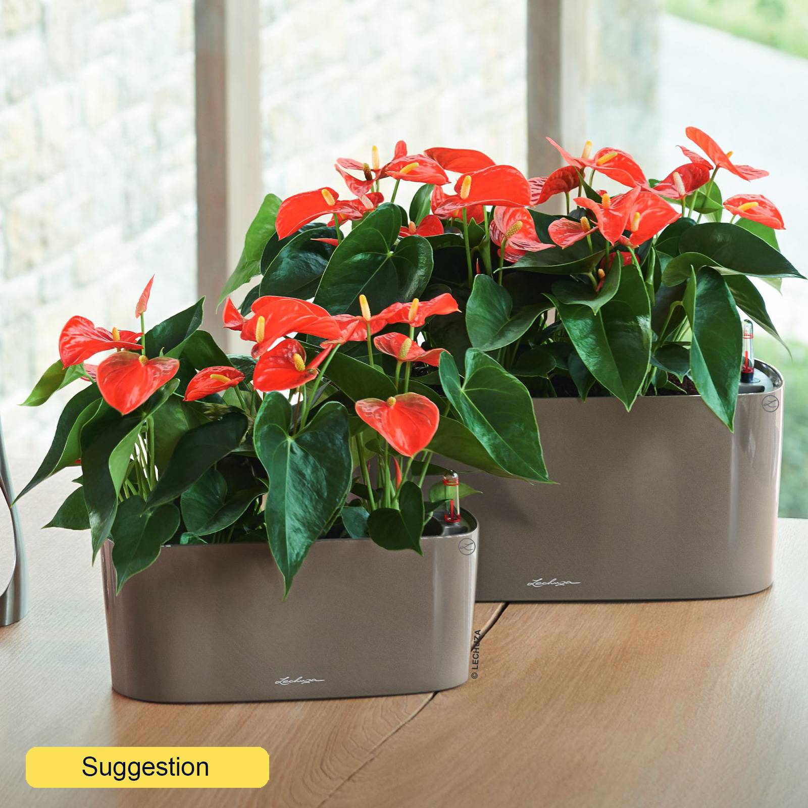 Anthurium Diamond Red H36, D12 cm - from 15.90 | Getpotted.com