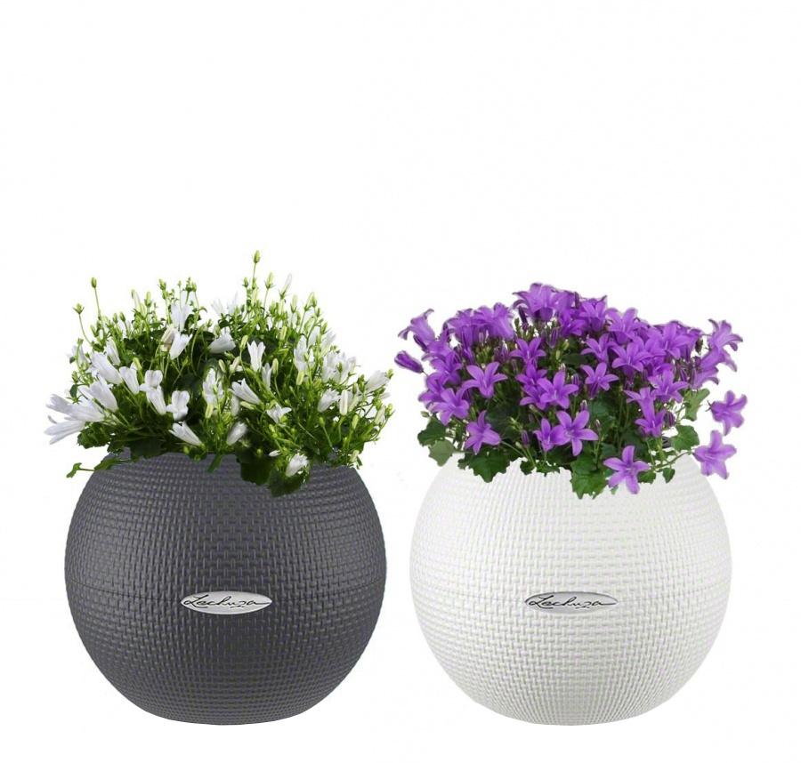 Blooming Campanula Set in 2 LECHUZA-PURO Self-watering Planters, Total Height 30 cm