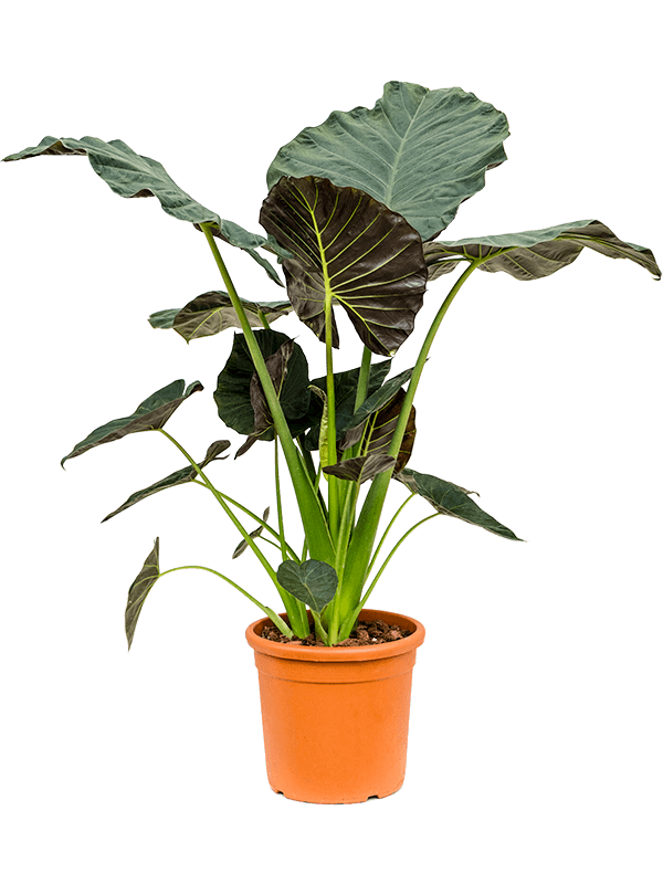 Lush Elephant Ear Alocasia 'Regal Shields' Indoor House Plants