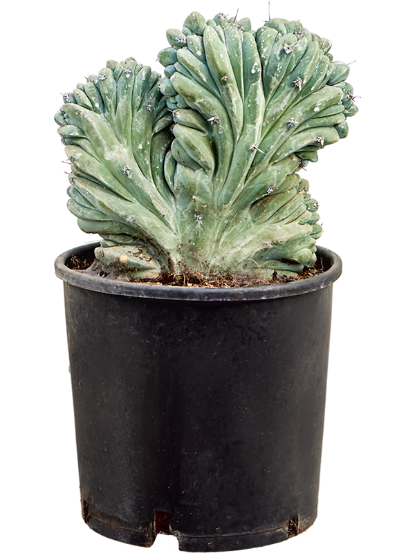 Easy-Care Bilberry Cactus Myrtillocactus geometrizans 'Cristata' Indoor House Plants