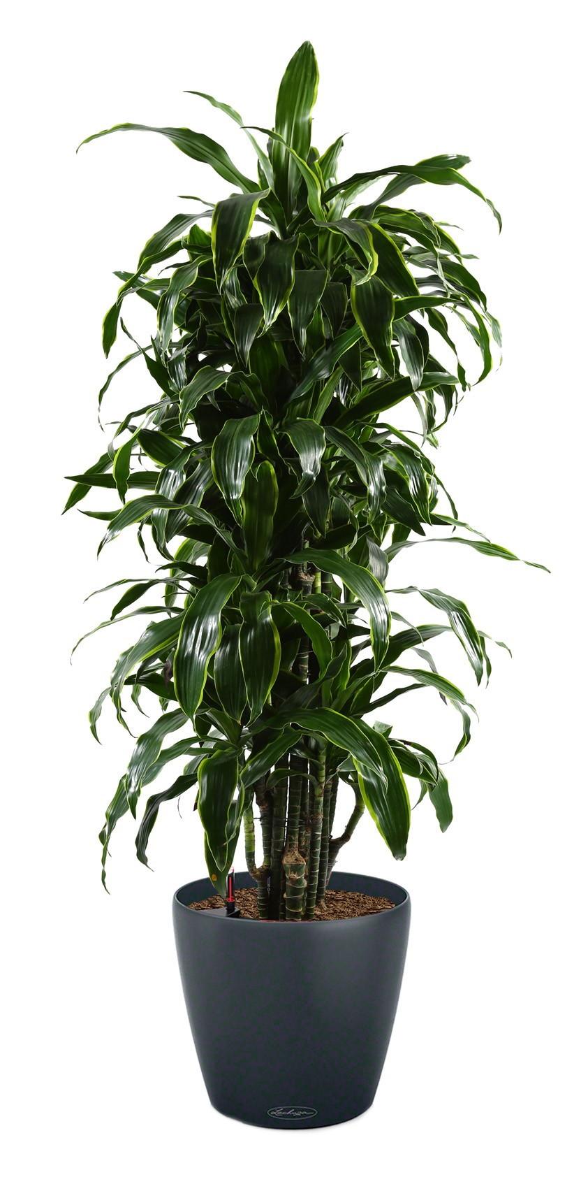 Dracaena Fragrans Arturo in LECHUZA CLASSICO Color Self-watering Planter, Total Height 160 cm