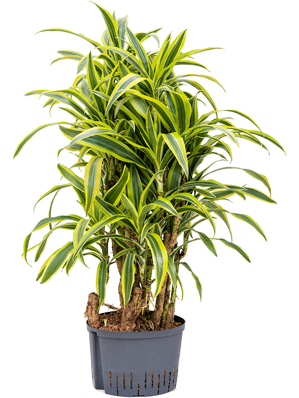 Colorful Corn Plant Dracaena fragrans 'Lemon Lime' Tall Indoor House Plants Trees