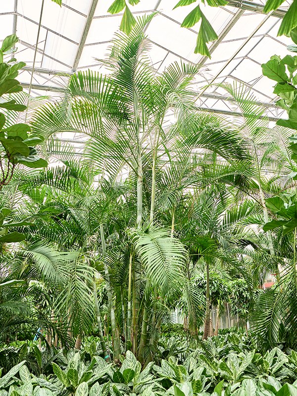 Lush Areca Palm Dypsis (Areca) lutescens Indoor House Plants