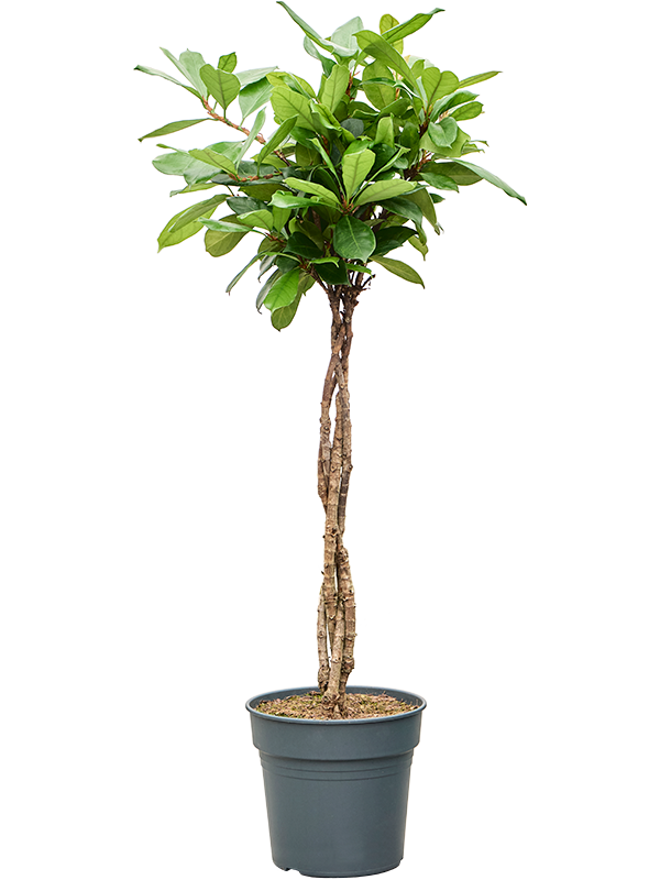 Lush African Fig Ficus cyathistipula Indoor House Plants