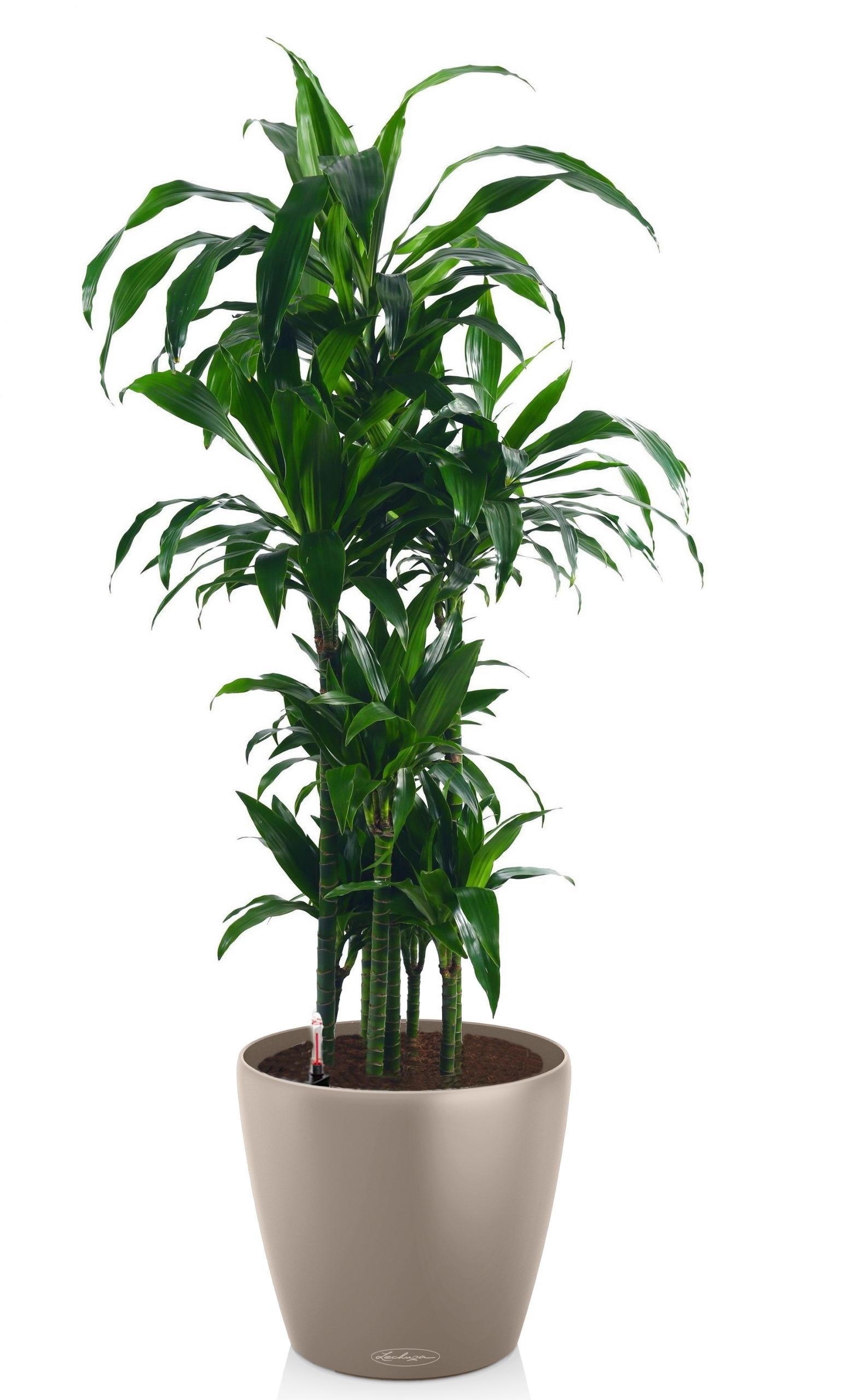 Dracaena Fragrans Janet Greig in LECHUZA CLASSICO Color Self-watering Planter, Total Height 160 cm