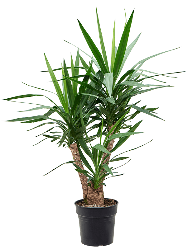 Insta-friendly Spineless Yucca elephantipes Tall Indoor House Plants Trees