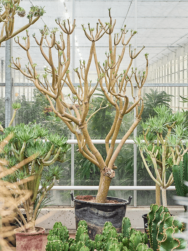 Easy-Care Candle Plant Senecio kleinia Indoor House Plants
