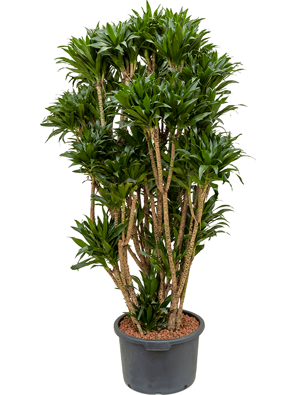 Easy-Care Corn Plant Dracaena fragrans 'Compacta' Indoor House Plants