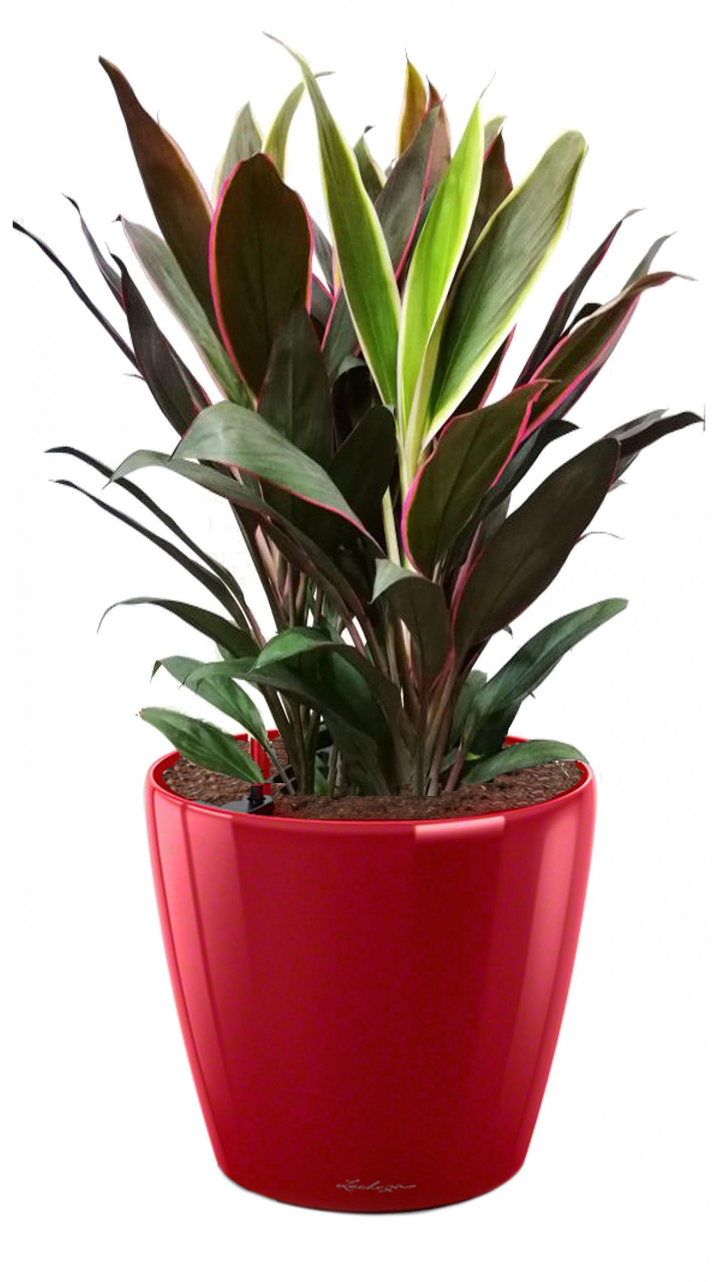 Cordyline in LECHUZA CLASSICO LS Self-watering Planter, Total Height 80 cm