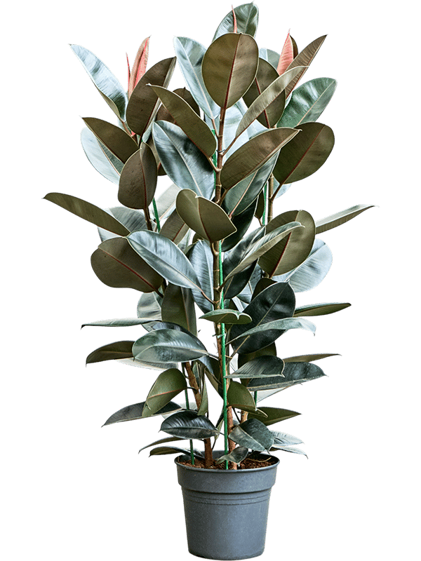 Lush Rubber Plant Ficus elastica 'Abidjan' Indoor House Plants