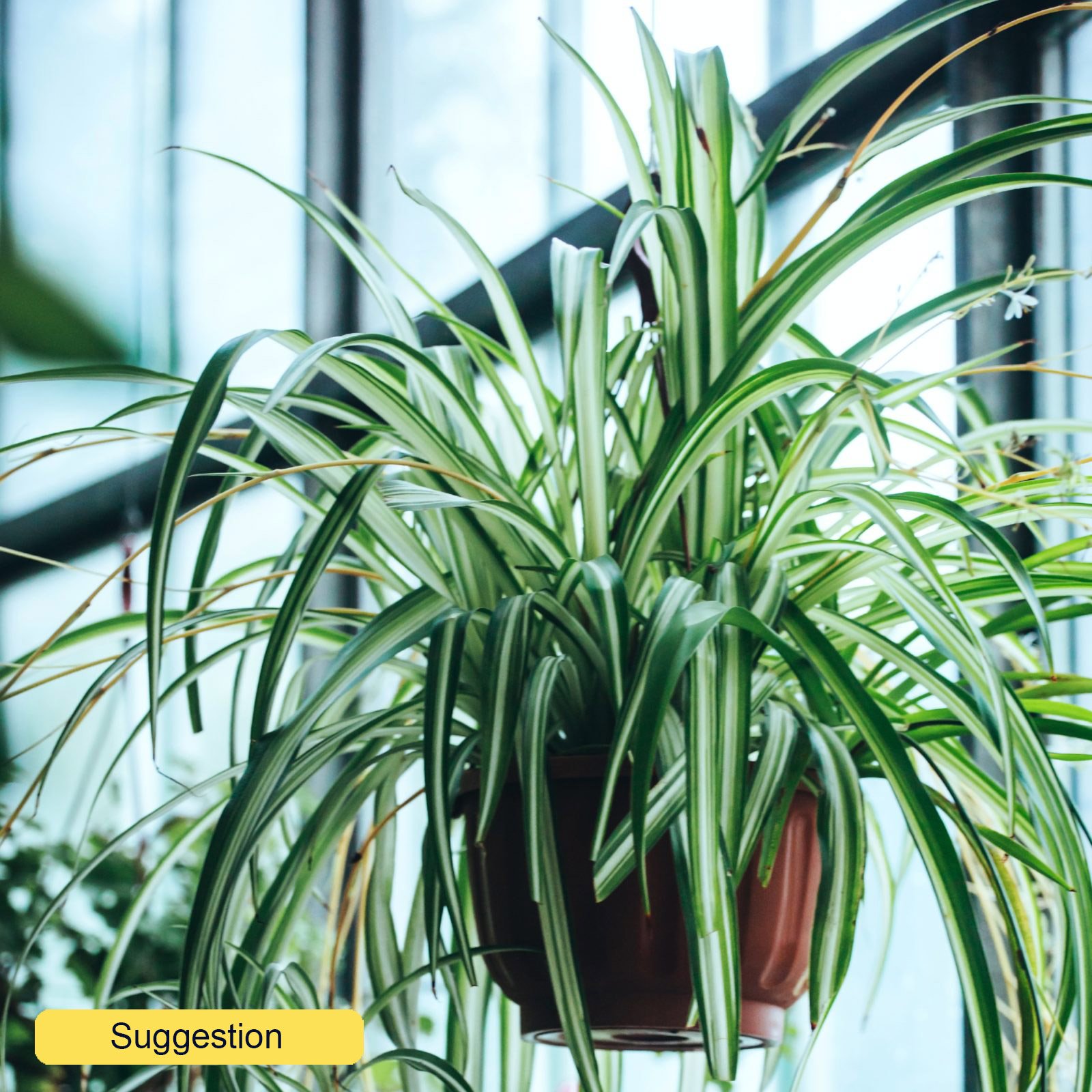 Cheerful Spider Plant Chlorophytum comosum 'Variegatum' Spider Plant Indoor House Plants