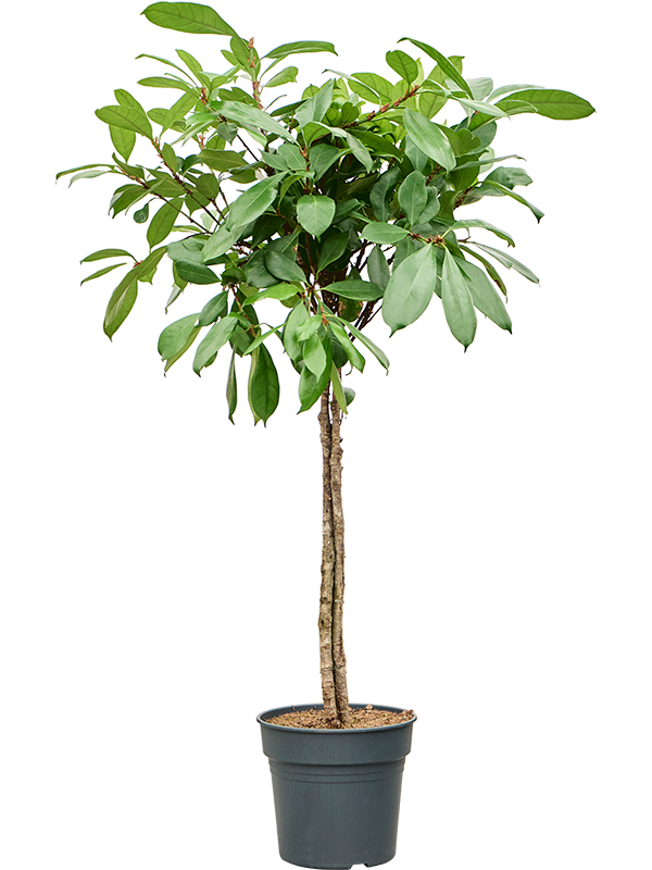 Lush African Fig Ficus cyathistipula Indoor House Plants