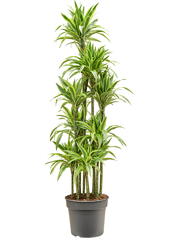 Colorful Corn Plant Dracaena fragrans 'Lemon Lime' Tall Indoor House Plants Trees