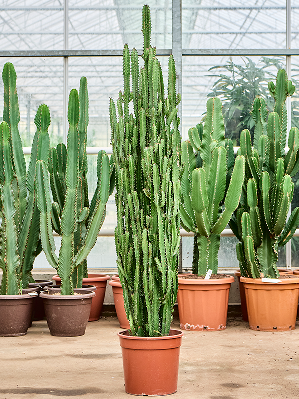 Easy-Care African Milk Tree Euphorbia trigona Indoor House Plants